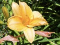 Daylily Hemerocallis `Cantaloupe CupÃ¢â¬Ë Hemerocallis Hybride `Cantaloupe CupÃ¢â¬Ë, Die Taglilie Hemerocallis Cantaloupe Cup, Mainau Royalty Free Stock Photo